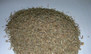 茴香炒盐的正确方法（茴香炒盐的正确方法是）