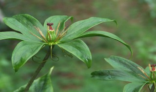 七叶一枝的种植方法 七叶一枝的种植方法图片