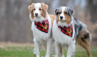 遇见狗怎么做安全（遇到狗时应该怎么做?）