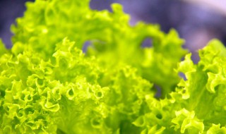 泡沫箱种生菜的方法 泡沫箱种生菜盖盖子吗