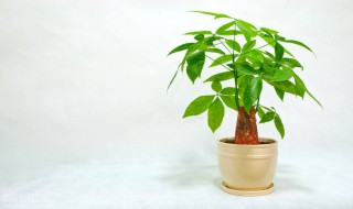 发财树泥土生虫怎么处理 发财树泥土生虫怎么处理视频