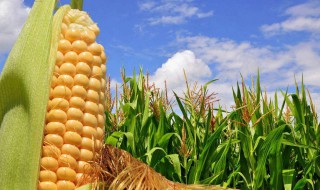 玉米秸秆储存的方法（玉米秸秆储存方法怎么做）