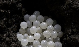 蜗牛蛋如何孵化（蜗牛蛋如何孵化出来）