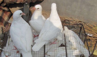 让鸽子下三个蛋方法 如何让鸽子下三个蛋