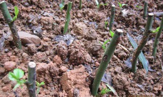 月季用柳枝生根方法（用柳树枝怎么给月季生根）