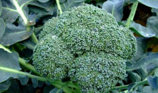 阳台西兰花种植方法 阳台西兰花怎么种植