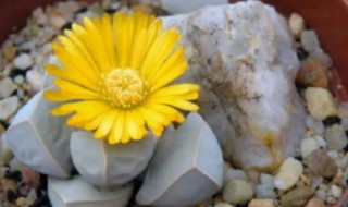 多肉魔玉的养殖方法（多肉 魔玉）