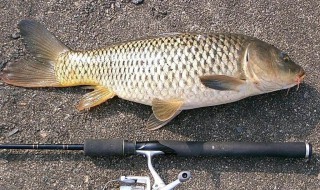 农村野河钓鲤鱼方法（野河钓鲤鱼技巧）