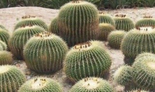 仙人球种植方法要点 仙人球如何栽种