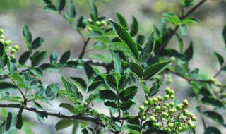 青花椒树的修剪方法（青花椒树的修剪方法图片）