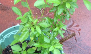 金不换盆栽种植方法（金不换的种植方法用什么土壤）