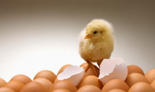 老母鸡孵出小鸡怎么处理 老母鸡孵出小鸡怎么处理的