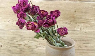 干花不吉利是真的吗 干花不好吗