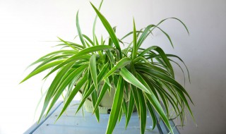 吊兰长得太高怎么处理 吊兰长得太高怎么处理好