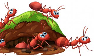 灭大蚂蚁的方法 如何灭大蚂蚁