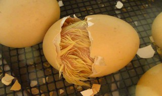 世界上是先有鸡还是先有蛋 世界上是先有男人还是先有女人的答案