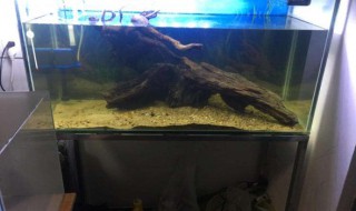 鱼缸死鱼怎么处理缸 鱼缸死鱼影响风水吗