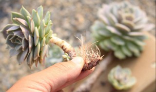 多肉生气根怎么处理 多肉生气根怎么处理最好