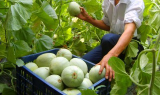 甜瓜小苗期施肥方法（甜瓜小苗期施肥方法有哪些）