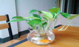 鱼缸绿萝的水培方法 鱼缸养绿萝全部泡水图 怎么操作