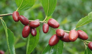 让枣快速变红的方法 让枣快速变红的方法有哪些