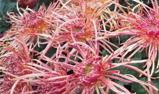 菊花叶子有斑怎么处理 菊花叶子斑点