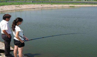 鱼塘水质发绿怎么处理 鱼塘水质发绿怎么处理最好