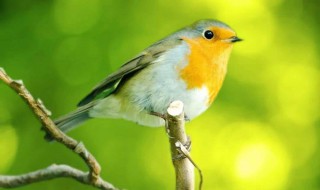 怎么做孵鸟蛋神器（制作鸟蛋孵化器）