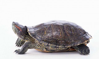 乌龟长绿水怎么处理 乌龟长绿水怎么处理掉