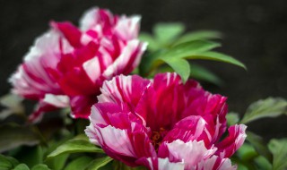 红掌的长叶催花方法 红掌的长叶催花方法是什么