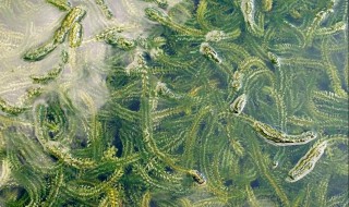 虾塘水有甲藻怎么处理（虾塘到藻了怎么办）