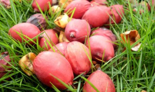 没有熟的椰枣怎么处理 没有熟的椰子能不能吃