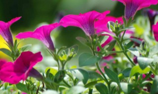 矮牵牛花长虫子怎么处理 矮牵牛花的虫害