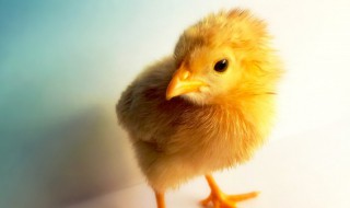 小鸡的肥料怎么做 小鸡肥料有什么用