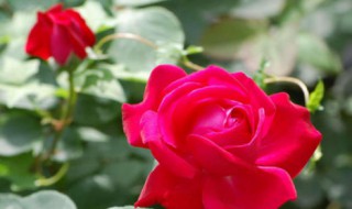 玫瑰花摘下来怎么处理（玫瑰花被摘下来怎么在家养活）