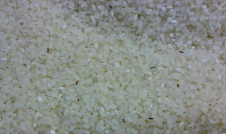 大米生的小黑虫怎么处理 大米生的小黑虫怎么处理干净