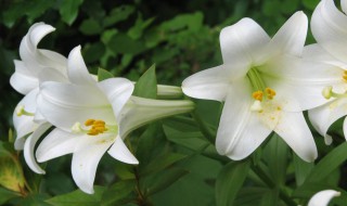 刚收到的百合花怎么处理 刚收到的百合花怎么处理干净