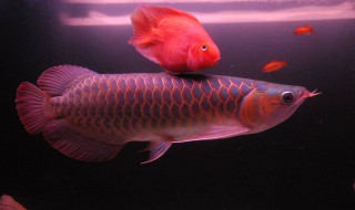 龙鱼老是撞缸怎么处理（龙鱼老是撞缸怎么处理视频）