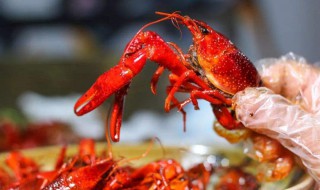 小龙虾的虾鳃怎么处理掉 小龙虾的虾鳃怎么去除