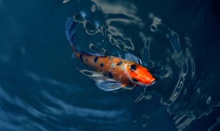 锦鲤繁殖的最佳方法（锦鲤繁殖的最佳方法视频）