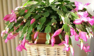 阳台养蟹爪兰的方法 阳台养蟹爪兰的风水
