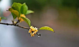桂花花语 桂花花语和寓意