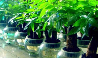 财位放什么植物最招财 财位放什么植物最招财黄金葛