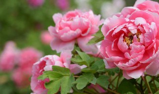 牡丹花有白虫怎么处理 牡丹花有小白虫怎么处理