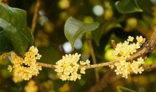 桂花什么季节开（樱花桂花什么季节开）