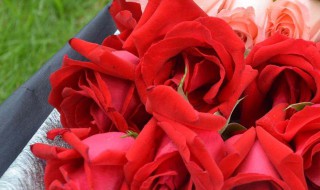 19朵粉色玫瑰花代表什么意思（19朵粉色玫瑰花代表什么意思玫瑰的花语）
