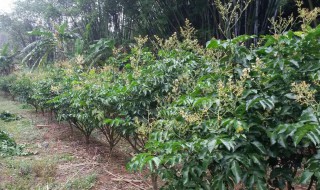 鸡心果树的栽培方法（鸡心果树种植技术）