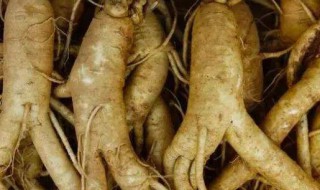 人参的作用与功效及食用方法（人参的作用与功效及食用方法禁忌）