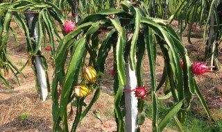 火龙果家庭种植方法 火龙果家庭种植方法和技术