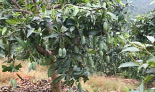 芒果种子盆栽种植方法 芒果种子盆栽种植方法视频教程